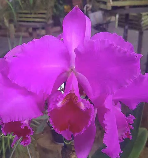Cattleya warneri tipo x tipo