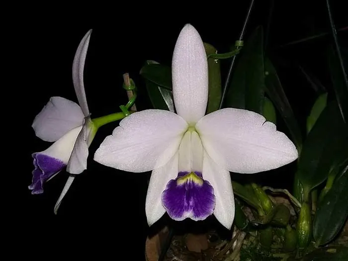 Laelia pumila coerulea (Araujo)