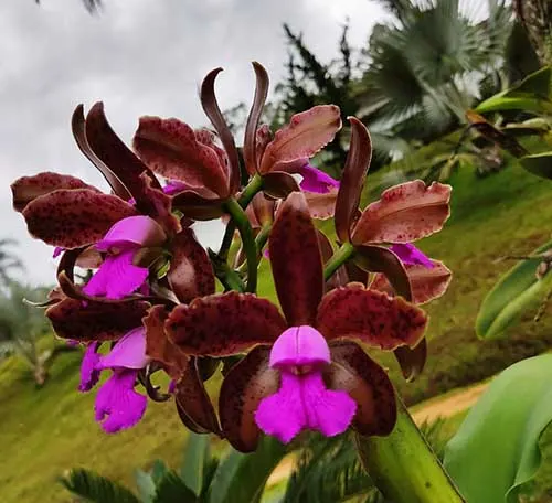 Cattleya tigrina (Tech)