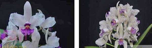 Cattleya amethystoglossa coerulea 'Corupa' x coerulea 'Caliman'