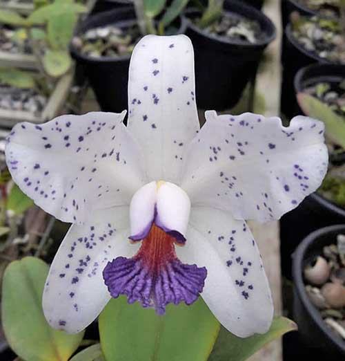 Cattleya amethystoglossa coerulea x self (RZ)