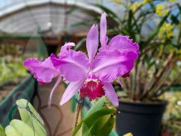 Cattleya lueddemanniana tipo ('Yamile' x 'Morela') x coerulea pincelada 'Giovani Bordini'