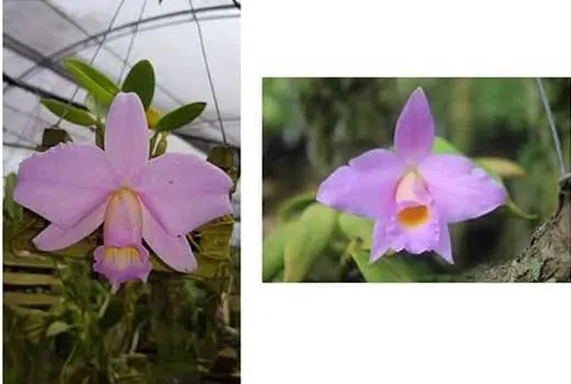 Laelia praestans concolor AWZ  'OES' x concolor AWZ 'Goostave Loose'