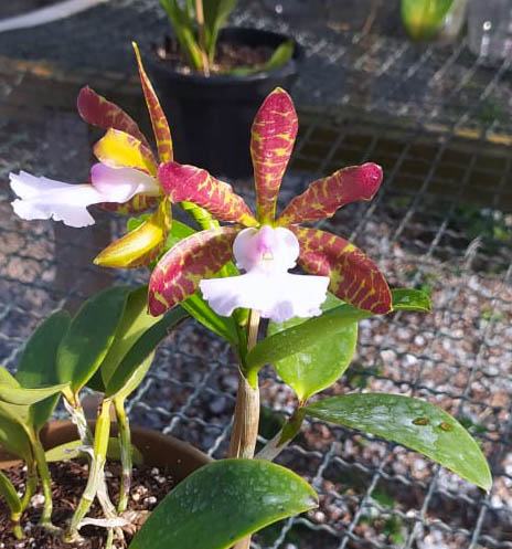 Cattleya aclandiae albescens 'Cocobongo' x self