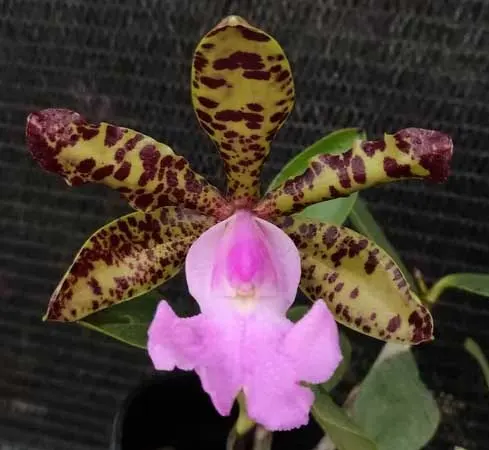 Cattleya aclandiae suave 'King Arthur' x self