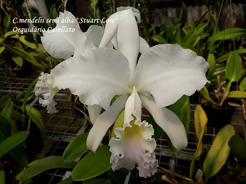 Cattleya mendelii semi-alba 'Stuart Low'