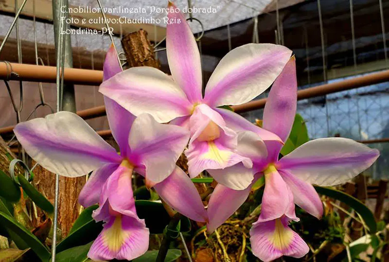 Cattleya nobilior lineata 'Porcao dobrada' x self