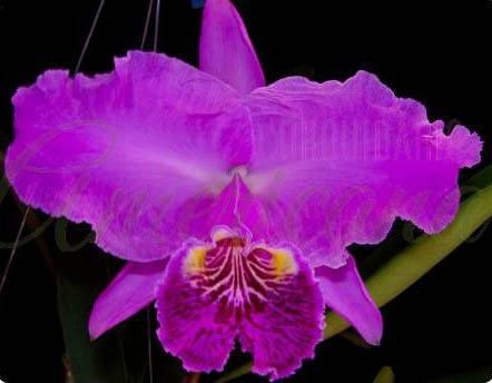Cattleya lueddemanniana rubra 'Fennel' x rubra 'W'