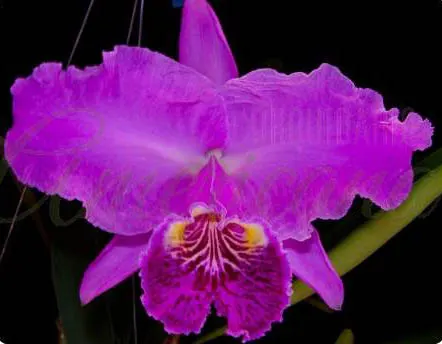 Cattleya lueddemanniana rubra 'Fennel' x rubra 'W'