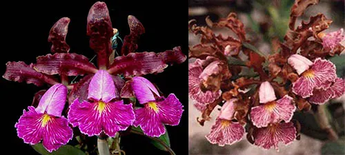 Cattleya schilleriana rubra x labelao