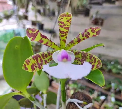 Cattleya aclandiae albescens 'Carolyne' x self