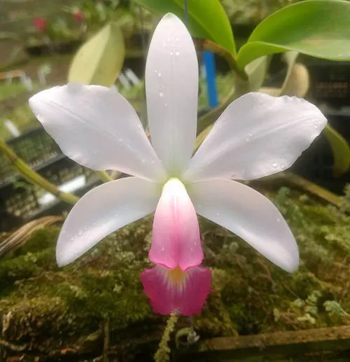 Cattleya violacea carnea 'Gustavo Queiroz' x self