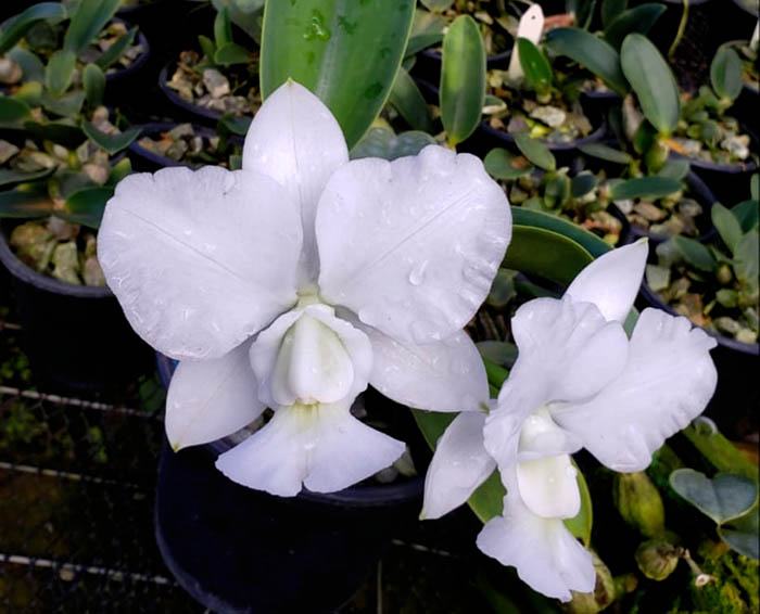 Cattleya walkeriana alba x self