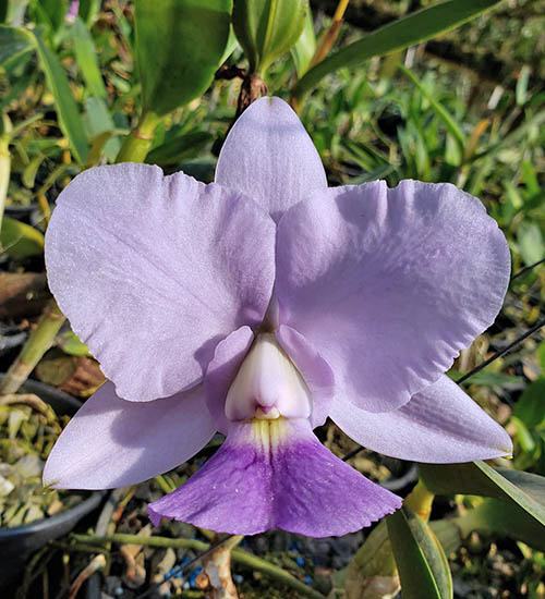 Cattleya walkeriana coerulea A15 Caliman x A15