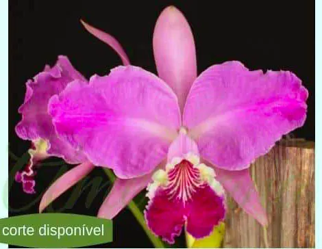 Cattleya lueddemanniana tipo ('Tibisay' x 'Yamile') x ('Maruja' x 'Mariaux')