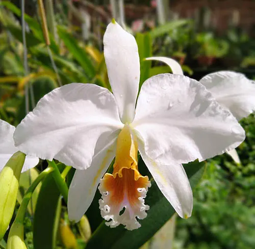 Cattleya percivaliana semi-alba 'Nega Chocolate'