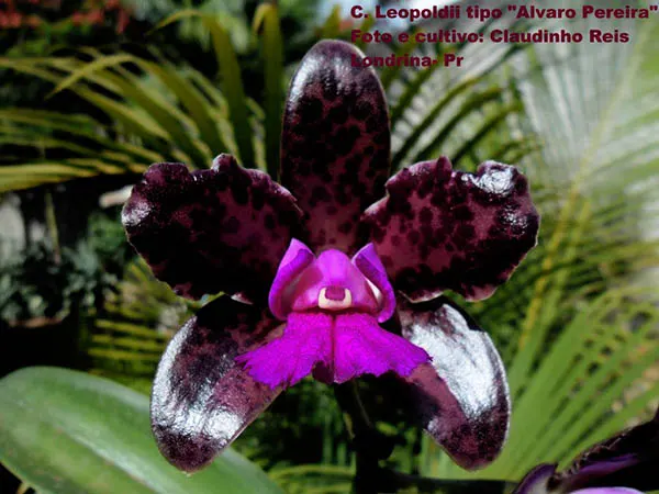 Cattleya leopoldii tipo 'Alvaro Pereira'