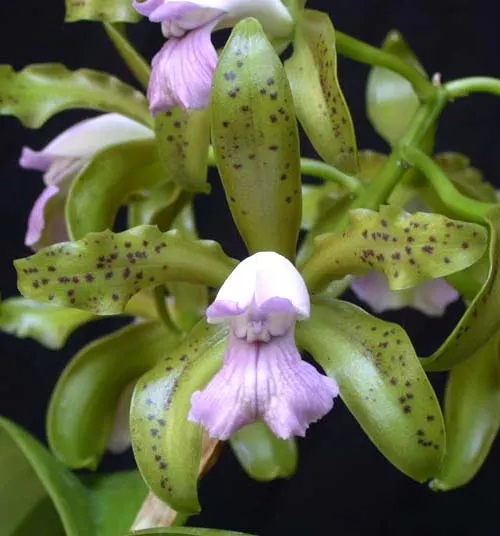 Cattleya guttata coerulea x self
