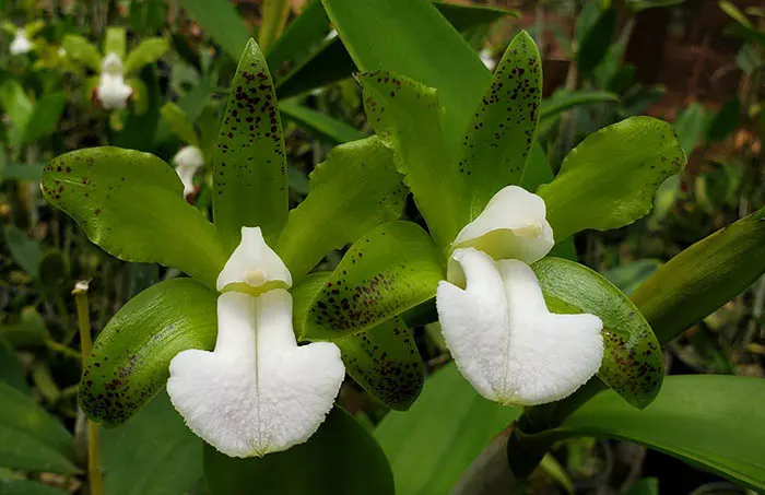 Cattleya bicolor brasiliensis alba 'Gustavo Queiroz' x self