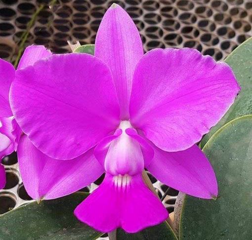 Cattleya walkeriana rubra 'Galopeira' x self