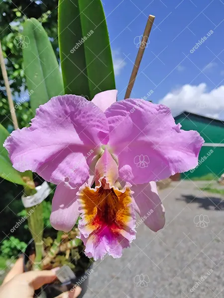 Cattleya percivaliana tipo 'Gabriela' (nativa)