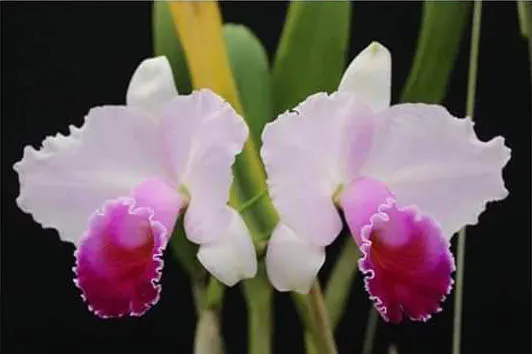 Cattleya quadricolor tipo x self