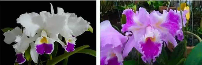 Cattleya warneri semi-alba (Jean) x warneri trilabelo
