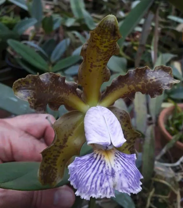 Cattleya schilleriana coerulea 'Noite Azul' x self