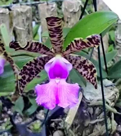 Cattleya aclandiae 'Lisa' x self