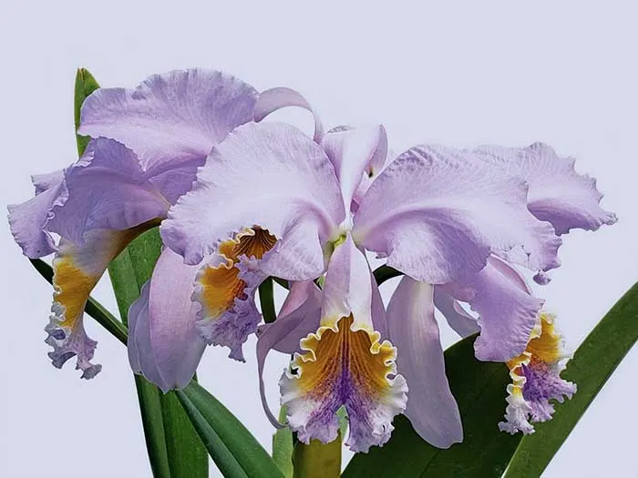 Cattleya mossiae coerulea 'Blue Bird' x mossiae coerulea 'Herrerae'