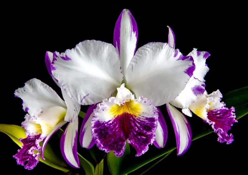 Cattleya labiata var brennandiana