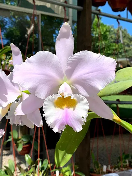 Cattleya labiata amesiana 'Marcia Regina'