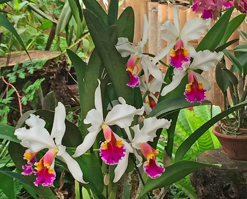 Cattleya rex TH#30