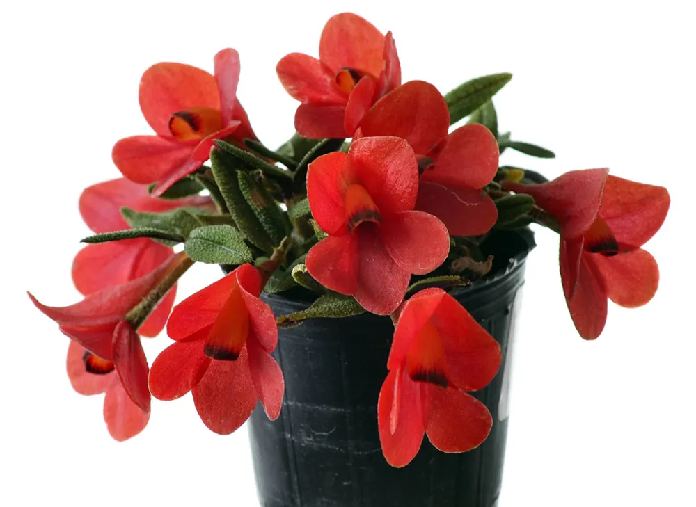 Dendrobium cuthbertsonii red