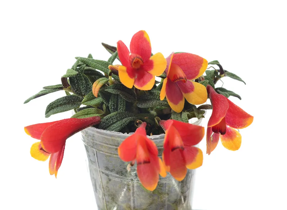 Dendrobium cuthbertsonii orange x red yellow 'Pepe'