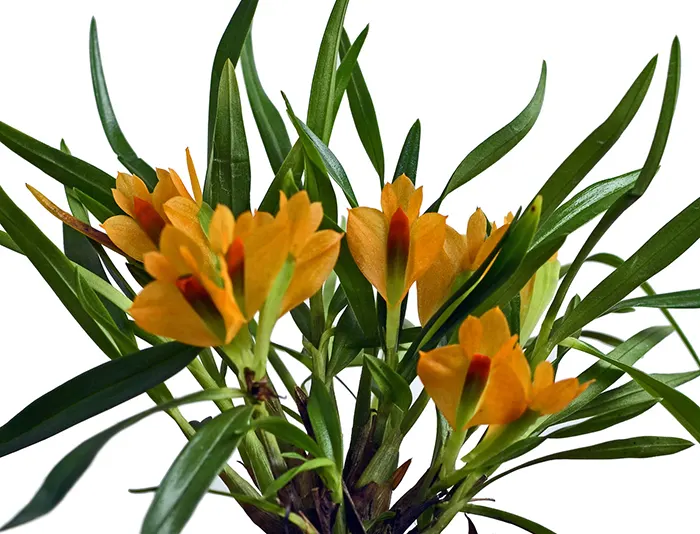 Dendrobium Jean Minet
