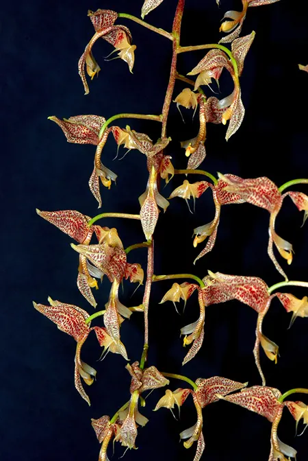 Gongora latisepala