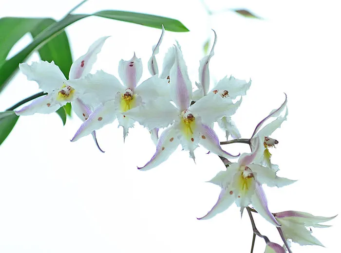 Oncidium alexandrae