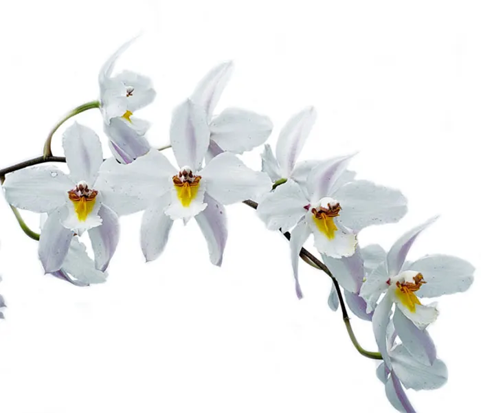 Oncidium nobile