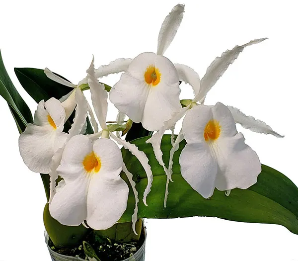 Trichopilia fragrans