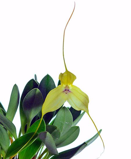 Masdevallia dalessandroi