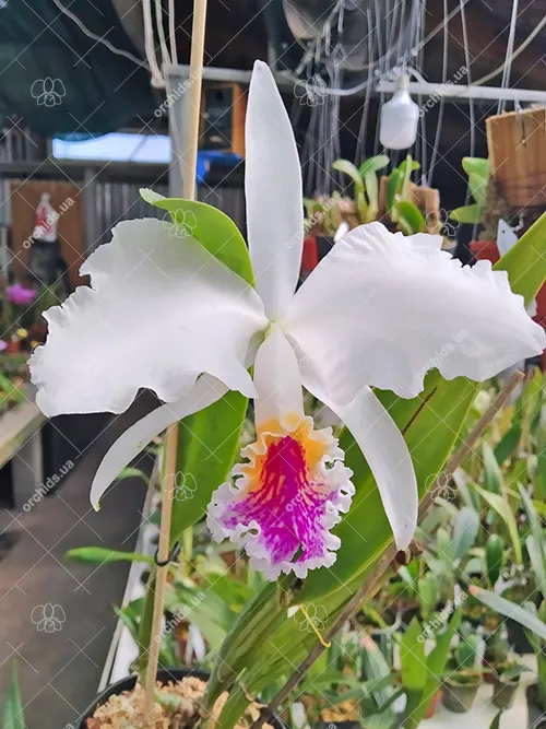 Cattleya mossiae semi-alba 'SVO Select'
