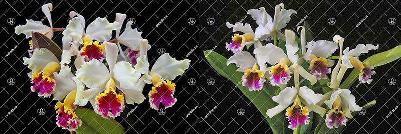 Cattleya rex (Ayacucho x Moyobamba)