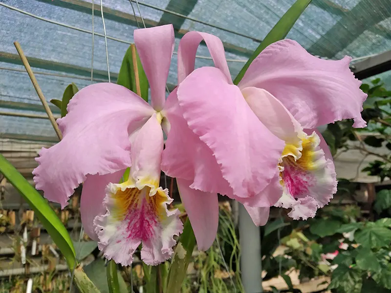 Cattleya mossiae 'Vargas'