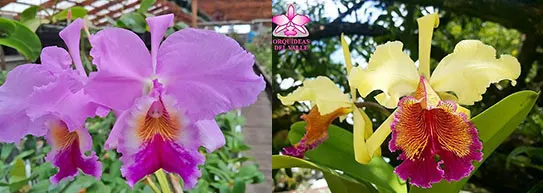 Cattleya Eva's Fabula en Tus Ojos (labiata x Cattleya dowiana aurea)
