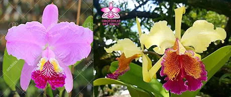 Cattleya Kienestiana (luedemanniana x dowiana)