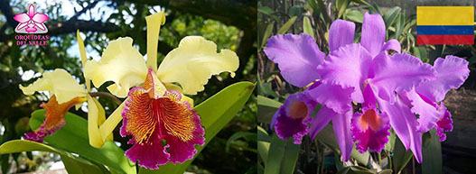 Cattleya Massiliensis purple (dowiana aurea x trianae Purple)