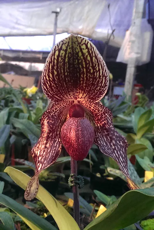 Paphiopedilum Vanguard x bellatulum