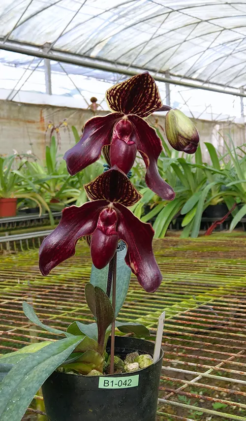 Paphiopedilum In-Charm Firebird (Susan Booth x bellatulum)