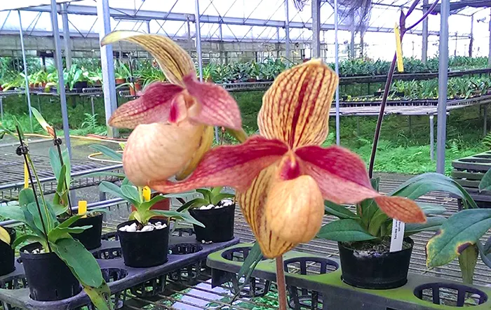 Paphiopedilum Susan Booth 'Nan Chou' x hangianum 'Huei'